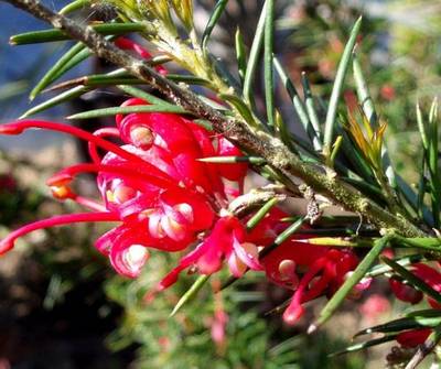GREVILLEA JUNIPERINA